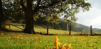 Ile procent na jaką ocenę?