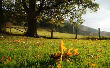 Ile procent na jaką ocenę?