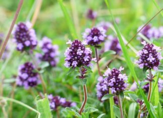 Czy można dostać 6 z kartkówki?