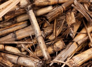 Co to znaczy biomasa?