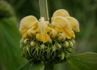 Kto to jest brand Master?