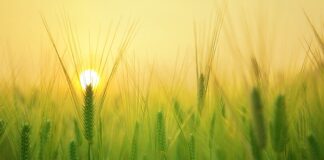 Na czym polega rolnictwo ekologiczne?