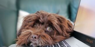 Jakie jest ograniczenie dotyczące spożycia mięsa i jego przetworów wg najnowszej piramidy?