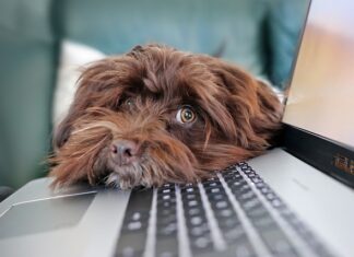 Jakie jest ograniczenie dotyczące spożycia mięsa i jego przetworów wg najnowszej piramidy?