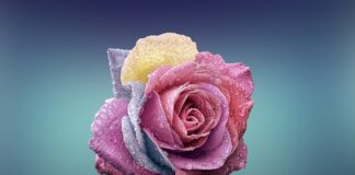 Jak rozpoznać czy to miłość czy przyzwyczajenie?