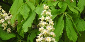 Czy w Turcji jest matura?