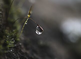 Co pić na skupienie?