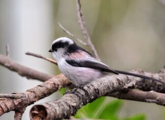 Jaki rodzaj energetyki należy rozwijać w Polsce i dlaczego?