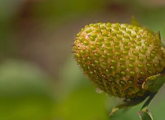 Jak rozwijać dojrzałość emocjonalna u dziecka?