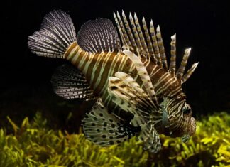 Jak człowiek wpływa na ekosystem? Jak człowiek wpływa na ekosystem?