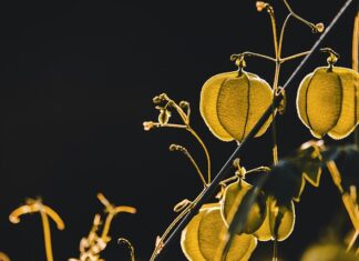 Czy Pęcherzyca jest uleczalna?